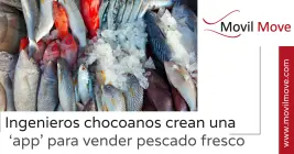Ingenieros chocoanos desarrollan una aplicación para la venta de pescado fresco Ingenieros chocoanos desarrollan una aplicación para la venta de pescado fresco